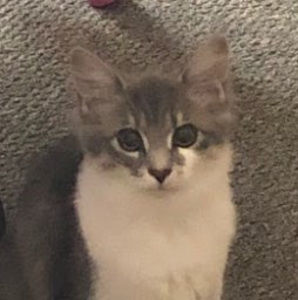 Meet your Posher, Kara